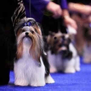 Meet your Posher, Michele